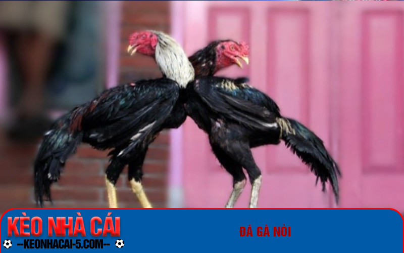 Đá Gà Ws168 - Giải Trí Đỉnh Cao, Kiếm Tiền Thả Ga 7 Các loại hình đá gà phổ biến tại WS168